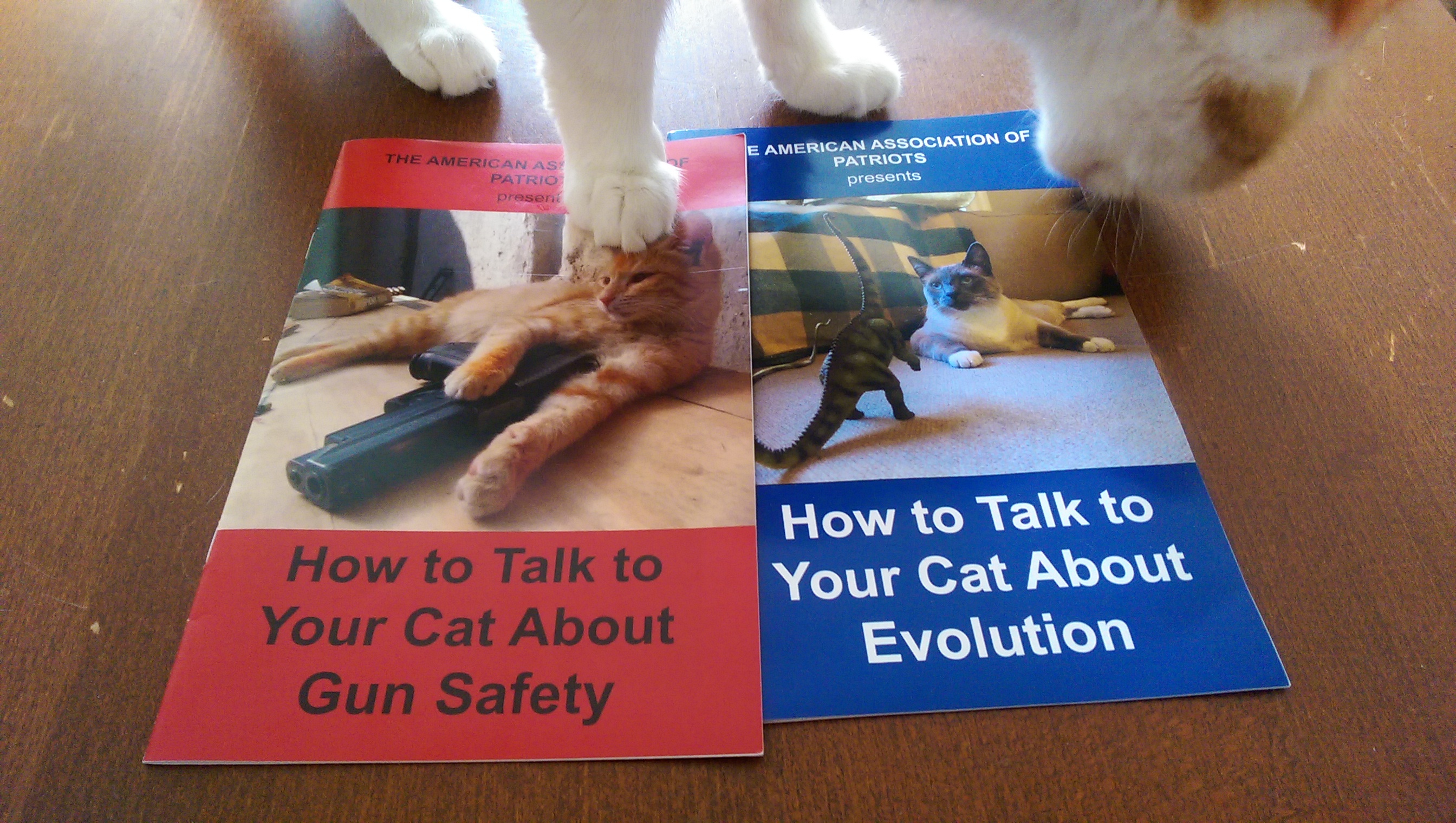 TALKING TO YOUR CAT ABOUT GUN SAFETY?? 